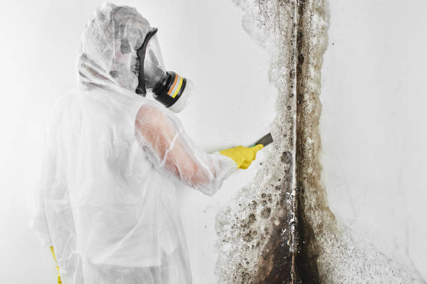 Best Attic Mold Remediation in Brookville, IN