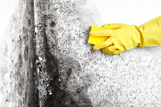 Best Post-Flood Mold Remediation in Brookville, IN