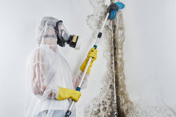 Best White Mold Remediation in Brookville, IN