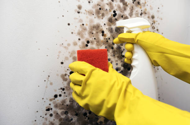Best Insurance-Related Mold Remediation in Brookville, IN