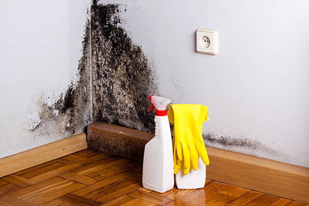 Best Crawl Space Mold Remediation in Brookville, IN