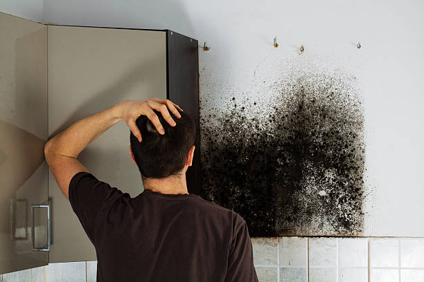 Best Preventive Mold Services in Brookville, IN