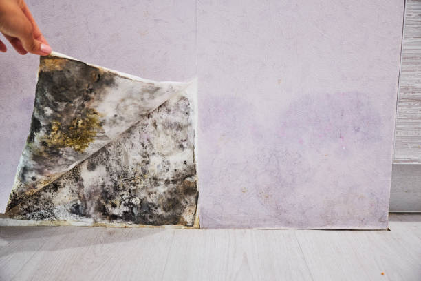 Best Localized Mold Remediation (e.g., coastal areas, humid climates) in Brookville, IN